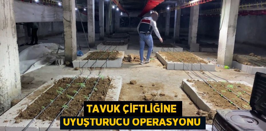 TAVUK ÇİFTLİĞİNE UYUŞTURUCU OPERASYONU