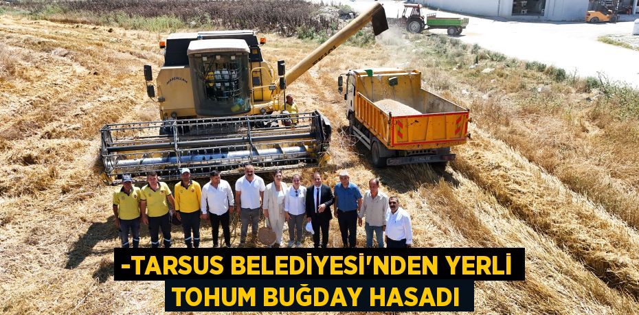 -TARSUS BELEDİYESİ'NDEN YERLİ TOHUM BUĞDAY HASADI