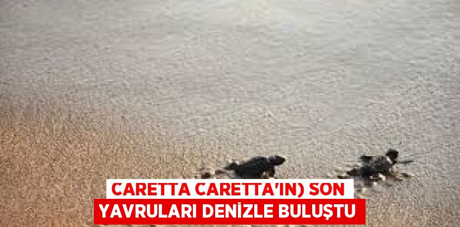 CARETTA CARETTA’IN) SON YAVRULARI DENİZLE BULUŞTU