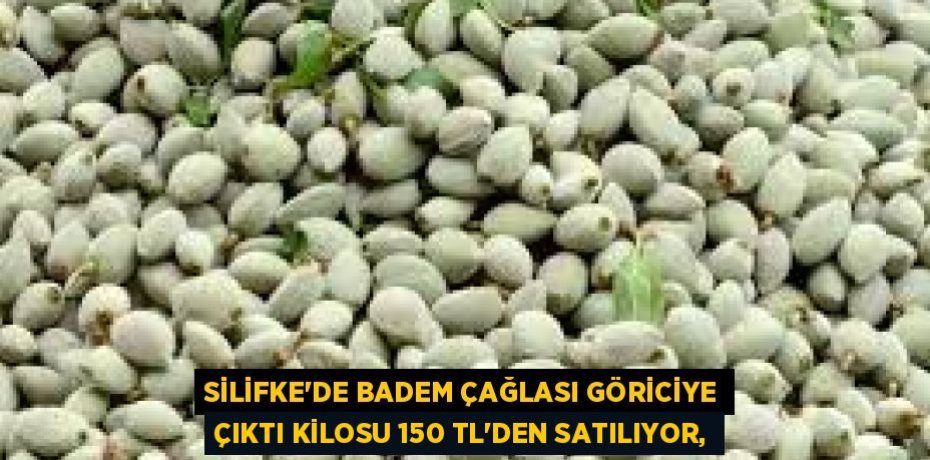 SİLİFKE'DE BADEM ÇAĞLASI GÖRİCİYE ÇIKTI KİLOSU 150 TL’DEN SATILIYOR,