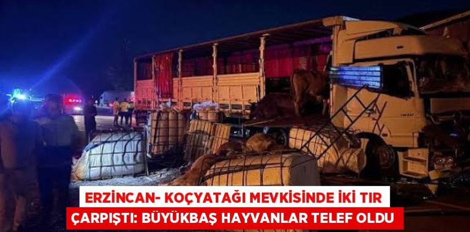 ERZİNCAN- KOÇYATAĞI MEVKİSİNDE İKİ TIR ÇARPIŞTI: BÜYÜKBAŞ HAYVANLAR TELEF OLDU
